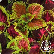 Coleus Kong Series Empire Mix Seed