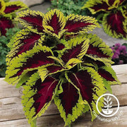 Coleus Kong Series Rose Seed