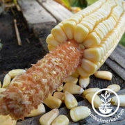 Pencil Cob Corn Seeds