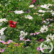 Cosmos Seeds - Dwarf Sensation Mix - Organic