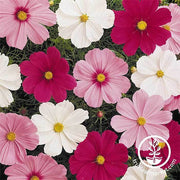 Cosmos Sonata Mix Garden Seeds