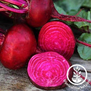 Crosby Egyptian Beet Seeds