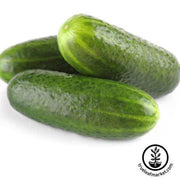 addis cucumber