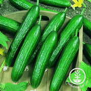 Beit Alpha F1 Cucumber