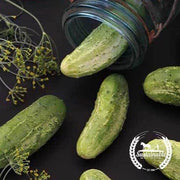 Wisconsin SMR-58 Pickling Cucumber Seeds