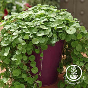 Dichondra Emerald Falls Plant Seed