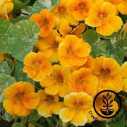 Dwarf Nasturtium Alaska Gold Flower Seeds