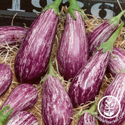 Eggplant Seeds - Galaxy of Stars