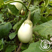 Eggplant Gretel Hybrid Garden Seed