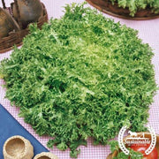 Endive Seeds - Frisee - Organic