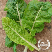 Organic Fordhook Giant Swiss Chard Seeds