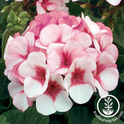 Geranium Maverick Series Star Seed