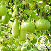 Gourd Seeds - Calabash