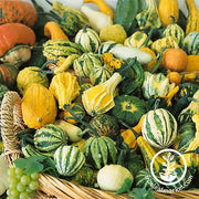 Gourds Small Mix Seed