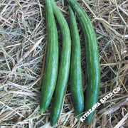 Gourd Seeds - Buag Ngu