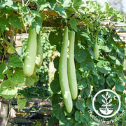 Snake Gourd