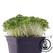 green cabbage microgreens