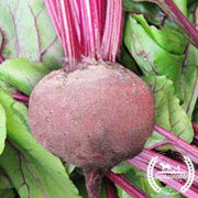 Organic Green Top Bunching Beets Seeds