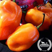 Organic Orange Habanero Hot Pepper Seeds