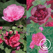 Hollyhock Seeds - Powderpuffs Double Mix