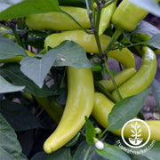 Hot Pepper - Hungarian Yellow Hot Wax