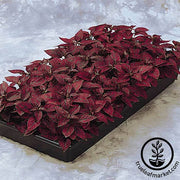 Hypoestes Splash Select Series Red Seed