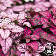 Hypoestes Splash Select Series Pink Plant Seeds