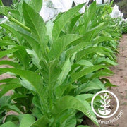 Japan 8 Tobacco Seeds