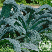 Kale Lacinato Organic Seed