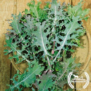 Kale Seeds - Red Winter - Organic