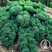 Kale - Vates Blue Scotch Curled Microgreen and Garden Seed