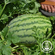 Watermelon Striped Klondike Blue Ribbon Seed