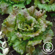 Lettuce Seeds - Batavian - Sierra