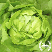 Lettuce Butterhead Buttercrunch Organic Seed