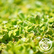 Lettuce Seeds - Butterhead & Bibb Mix