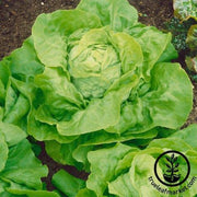 Lettuce Seeds - Butterhead - Capitaine