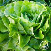 Butterhead Lettuce Kagraner Sommer