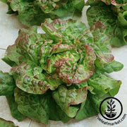 Lettuce Seeds - Butterhead - Santa Fe