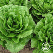 Crisphead Lettuce Blonde De Paris