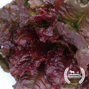 Organic Flame Lettuce Seeds