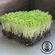 Lettuce Leaf - Grand Rapids - Microgreens Seeds