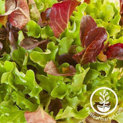 lettuce heatwave mix