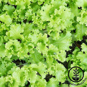 Lettuce Leaf Black Seeded Simpson Seed