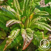 Lettuce Seeds - Leaf - Deer Tongue - Red