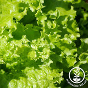 Lettuce Leaf Grand Rapids Seed