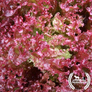 Organic Lollo Rosso Lettuce Leaf Seed