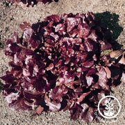 Lettuce Seeds - Leaf - Oakleaf - Red