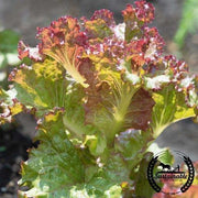 Lettuce Seeds, Leaf - Red Sails - Organic