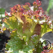 Lettuce Leaf Red Sails  Seed