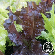 Lettuce Seeds - Leaf - Sunset